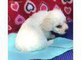 Bichon Frise Puppy for sale in Wrightsville, GA, USA