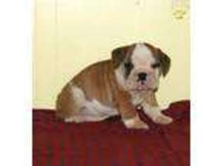 Bulldog Puppy for sale in Ronks, PA, USA