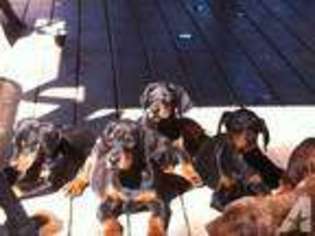 Doberman Pinscher Puppy for sale in WEST BRANCH, MI, USA
