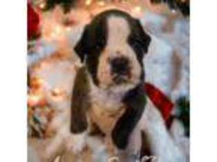 Boxer Puppy for sale in Piedmont, SC, USA