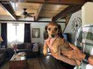 Dachshund Puppy for sale in Georgetown, CA, USA