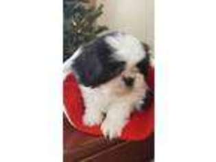 Mutt Puppy for sale in Winfield, PA, USA