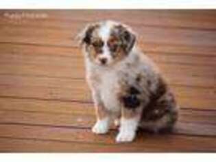 Miniature Australian Shepherd Puppy for sale in Mapleton, UT, USA