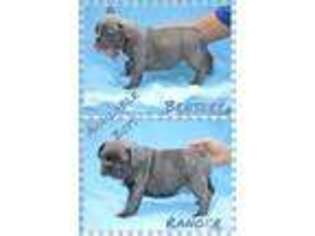 French Bulldog Puppy for sale in DELTON, MI, USA