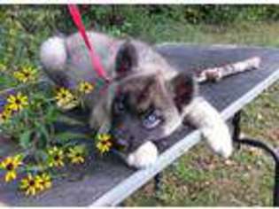 Siberian Husky Puppy for sale in De Soto, MO, USA