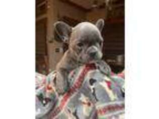 French Bulldog Puppy for sale in Franklin, OH, USA