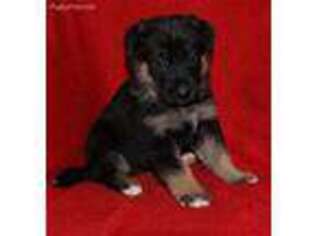 German Shepherd Dog Puppy for sale in Dalton, OH, USA