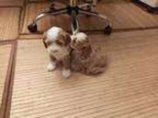 Mutt Puppy for sale in Forest Hills, NY, USA