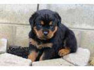 Rottweiler Puppy for sale in Shipshewana, IN, USA