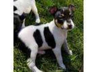 Rat Terrier Puppy for sale in Placerville, CA, USA
