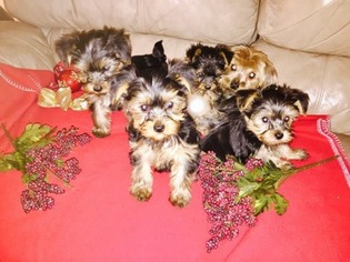 Yorkshire Terrier Puppy for sale in University Place, WA, USA