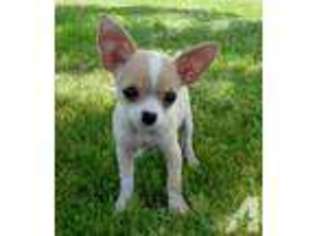 Chihuahua Puppy for sale in CUMBERLAND, VA, USA