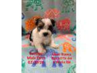 Yorkshire Terrier Puppy for sale in Carrollton, GA, USA