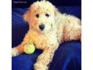 Labradoodle Puppy for sale in Saint Cloud, WI, USA
