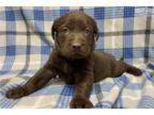 Labrador Retriever Puppy for sale in Kansas City, MO, USA