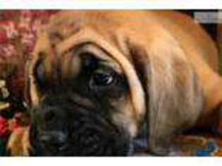 Mastiff Puppy for sale in Joplin, MO, USA