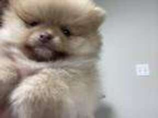 Pomeranian Puppy for sale in Coal City, IL, USA