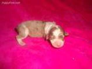 Mutt Puppy for sale in Lucasville, OH, USA