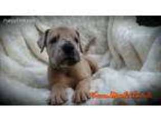 Great Dane Puppy for sale in Gassaway, WV, USA