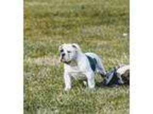 Olde English Bulldogge Puppy for sale in New Carlisle, IN, USA
