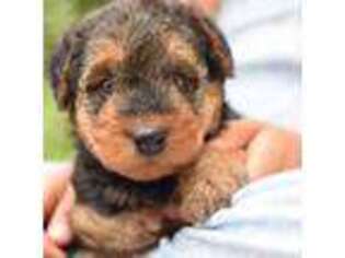 Airedale Terrier Puppy for sale in Cookeville, TN, USA