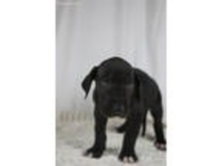 Great Dane Puppy for sale in Renton, WA, USA