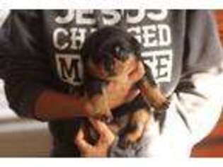 Rottweiler Puppy for sale in Shreveport, LA, USA