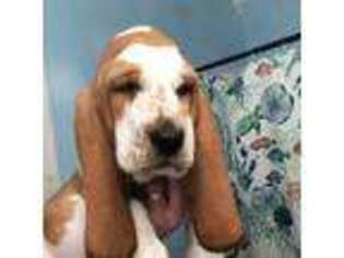 Basset Hound Puppy for sale in Martinez, GA, USA