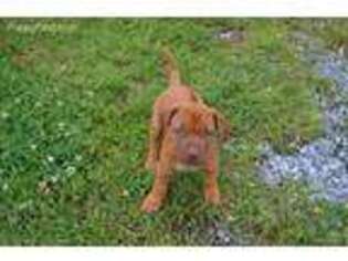 Rhodesian Ridgeback Puppy for sale in Childersburg, AL, USA