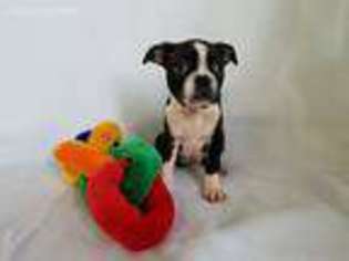 Boston Terrier Puppy for sale in North Collins, NY, USA