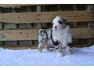Miniature Australian Shepherd Puppy for sale in Ville Platte, LA, USA