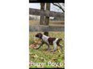 German Shorthaired Pointer Puppy for sale in Goldsboro, NC, USA