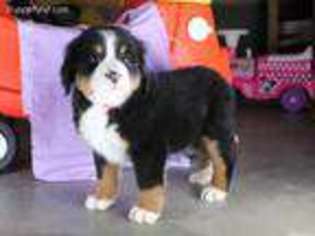 Bernese Mountain Dog Puppy for sale in Baltic, OH, USA