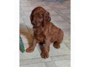 Goldendoodle Puppy for sale in Bloomfield, IN, USA