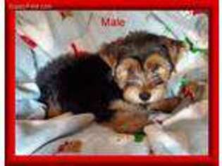 Yorkshire Terrier Puppy for sale in Dandridge, TN, USA