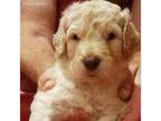 Goldendoodle Puppy for sale in Westminster, MD, USA