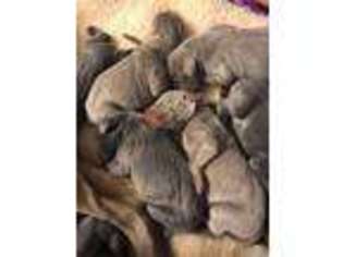 Weimaraner Puppy for sale in Whitewater, CO, USA