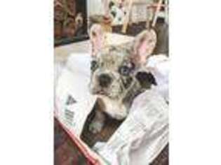 French Bulldog Puppy for sale in Truro, IA, USA