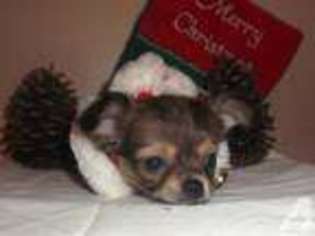 Chihuahua Puppy for sale in MILTON, FL, USA