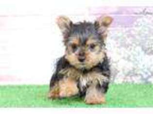Yorkshire Terrier Puppy for sale in Baltimore, MD, USA