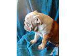 Bulldog Puppy for sale in ADELANTO, CA, USA