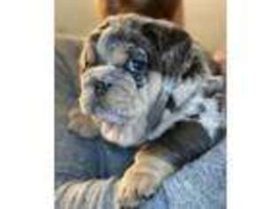 Bulldog Puppy for sale in Cincinnati, OH, USA