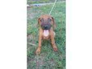 Rhodesian Ridgeback Puppy for sale in Hanover, KS, USA