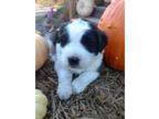 Saint Bernard Puppy for sale in Sunbury, PA, USA