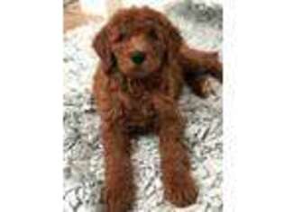 Goldendoodle Puppy for sale in Beech Bluff, TN, USA