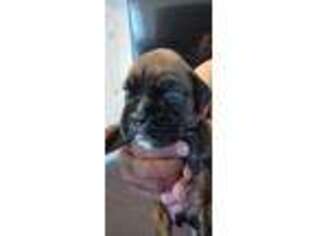 Boxer Puppy for sale in Smyrna, DE, USA