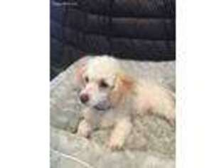Cavapoo Puppy for sale in College Place, WA, USA