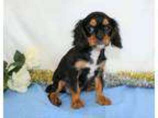 Cavalier King Charles Spaniel Puppy for sale in Wooster, OH, USA