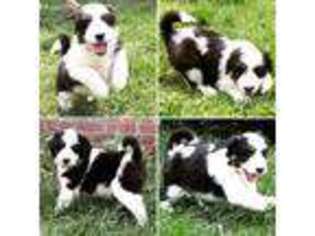 Mutt Puppy for sale in West Point, VA, USA