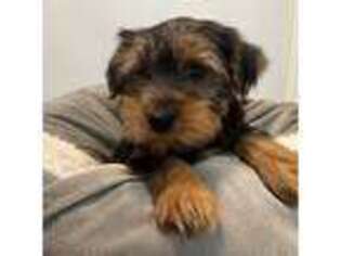 Yorkshire Terrier Puppy for sale in Barnstable, MA, USA